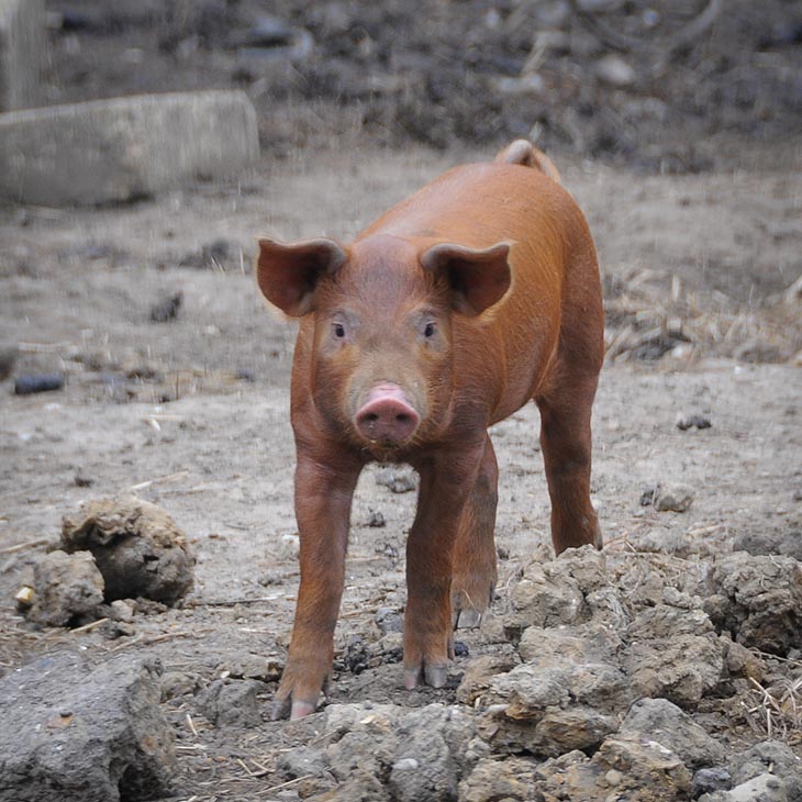 Small Brown Piglet